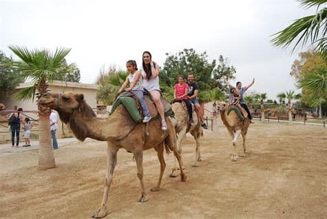 camels cyprus